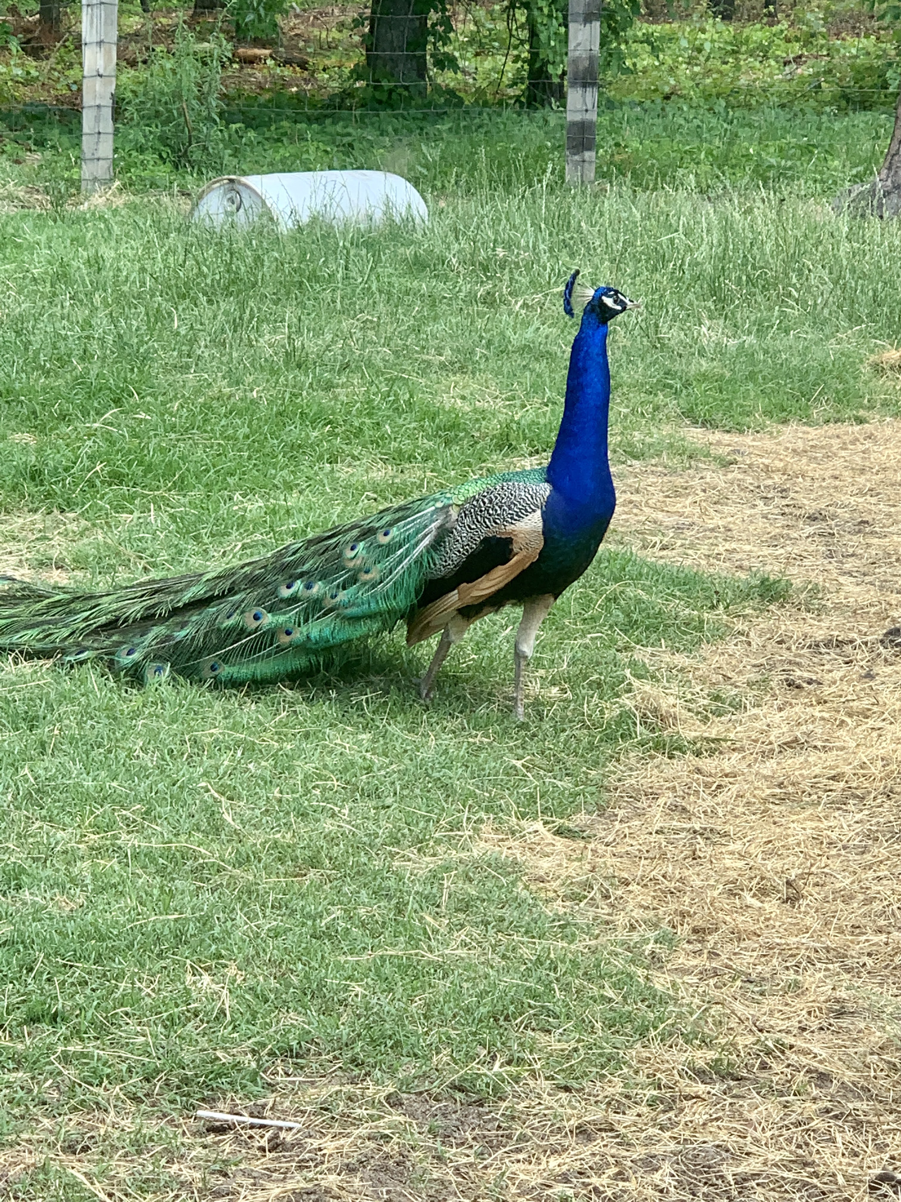 Aloha Zoo